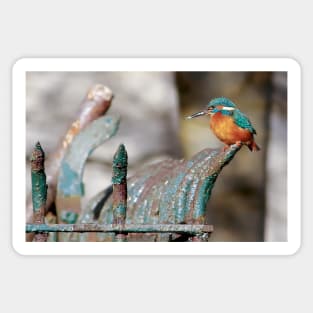 King fisher on a fence blending in . Sticker